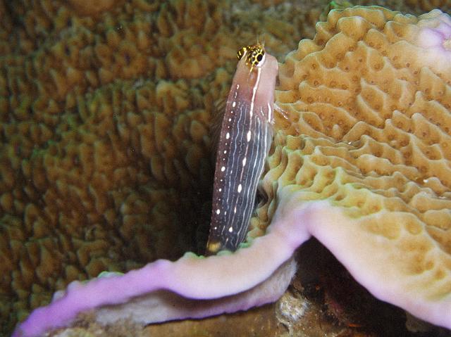 Nadelstreifen-Wippschwimmer 106.jpg